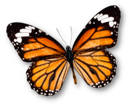 Danaus chrysippus