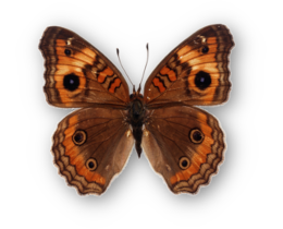 Junonia coenia